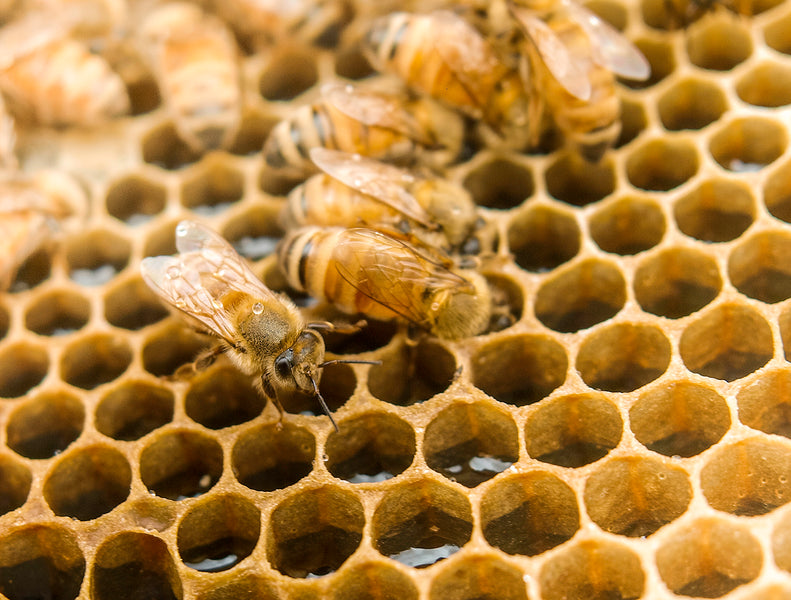 What is Manuka Honey and why opt for Manuka Health?